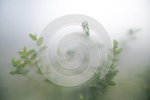 Green plants in fog with stems and leaves behind frosted glass