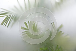 Green plants in fog with stems and leaves behind frosted glass photo