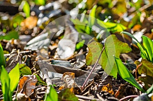 green plants in the forest