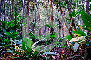 green plants in the forest