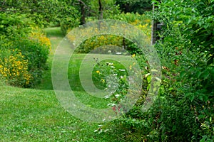 Green Plants in front of a Grass Trail at the Sagawau Forest Preserve in Lemont Illinois