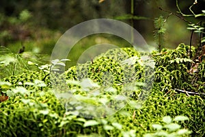 Green plants and grass on the bump in the forest