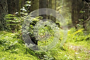 Green plants and grass on the bump in the forest