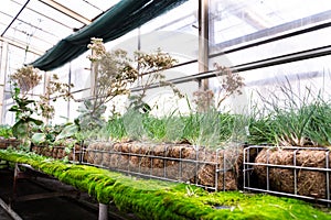 Green plants and grass growing through mesh of galvanized iron wire gabion boxes filled with soil, green living wall