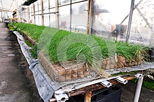 Green plants and grass growing through mesh of galvanized iron wire gabion boxes filled with soil, green living wall