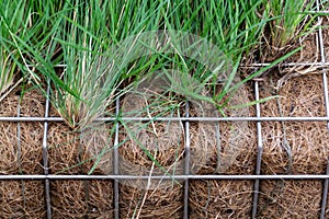 Green plants and grass growing through mesh of galvanized iron wire gabion boxes filled with soil, green living wall