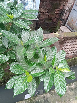 green plants with green leafs closeup Indian