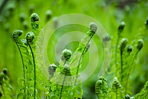 Green plants in greeny view