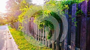 Green plants grew out of the aged fence