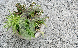 Green plants in grey pot.