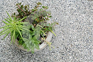 Green plants in grey pot.