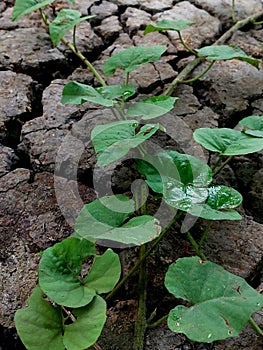 Green plants grow in cracked soil.