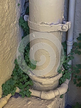 Green plants growing around a pipe coming down from the drainage system