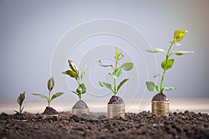 Green plants growing on coins. Investment. Profit. Growth. Success