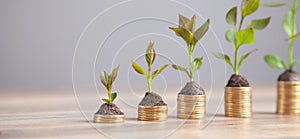 Green plants growing on coins. Investment. Profit. Growth. Success