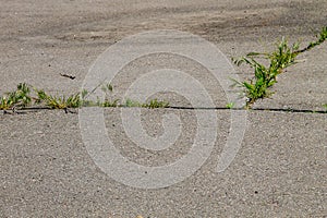 Green plants growing in cracked asphalt road texture