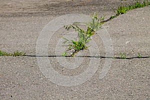 Green plants growing in cracked asphalt road texture