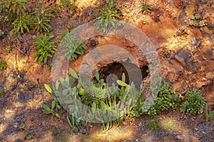 Green plants growing on desert land on a sunny summer day. Dry red rocky soil with green foliage and sunlight shining on