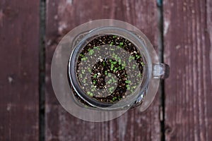 Green plants growing in glass jar