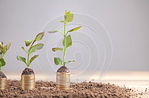 Green plants growing on golden coins. Investment. Profit. Growth. Success