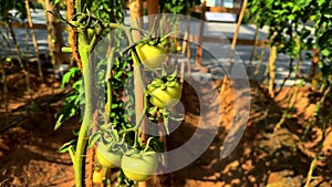 green plants growing in the greenhouse