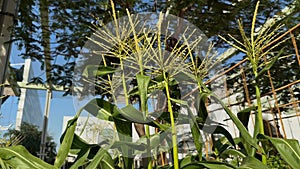 green plants growing in the greenhouse