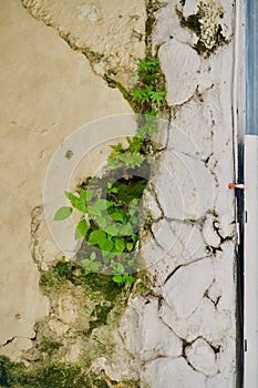 Green plants growing in a morbid wall