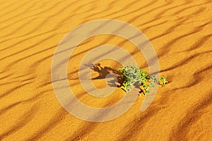 Green plants growing in sand dunes in the Sahara Desert