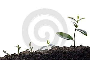 Green plants before growing into trees. germinating seedling step sprout grows from soil isolated on white background with clippin