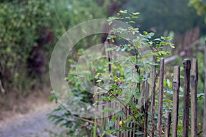 Green plants growing on wooden bamboo fence