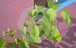 The Green Plants grown on the roof of a house in hot summer.