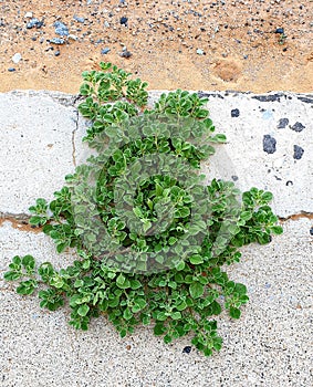 Green plants growth on the cement ground