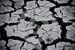 Green plants in a hard cracked soil surface stock photo