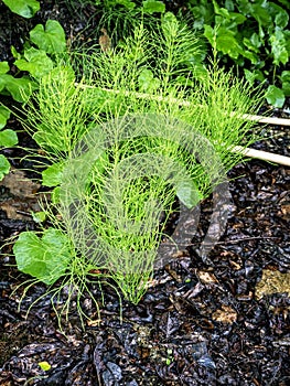 Green plants on the lake shore look like small Christmas trees