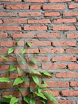 Green plants leaves on brick wall.