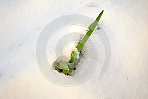 Green plants leaves of lettuce under the snow during cold and winter