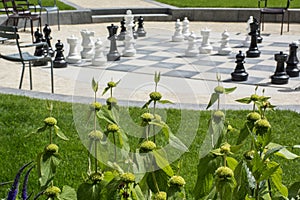 Green plants with many chessmen on the street chessboard