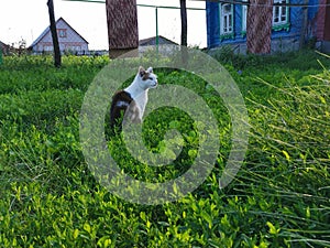 Green plants in the meadow and cat,  fence and blue  house