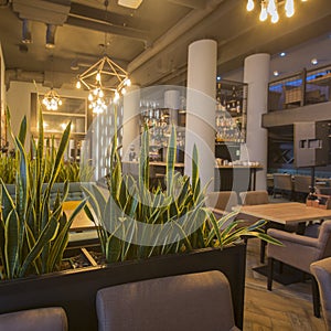 Green plants in modern restaurant interior, cafe background