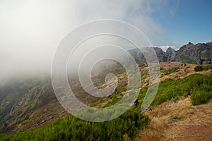 Green plants on the mountain peak of Pico do Arieiro on Madeira photo
