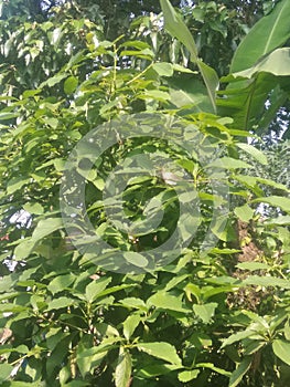 green plants in natureforest