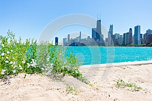 Green Plants on North Avenue Beach with the Chicago Skyline in the Background