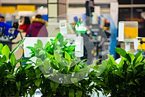 Green plants in the office. Eco interior in the office