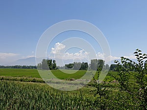 Green Plants paddy fields and blue open sky a natural beauty and