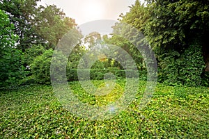 Green plants in a park with green trees and a glade in ivy leaves.