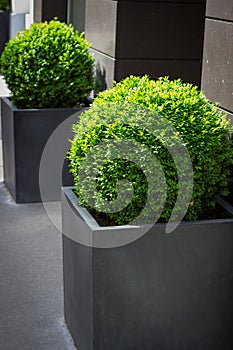 Green plants in a pot