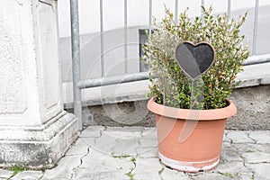 Green plants in pots. Outdoor on the summer patio. Small townhouse perennial summer garden. The chalk Board in the shape