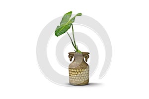 Green plants in pottery clay vase isolated on white