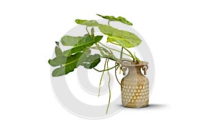 Green plants in pottery clay vase isolated on white