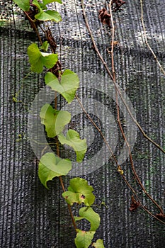 Green plants that propagate in the black net photo